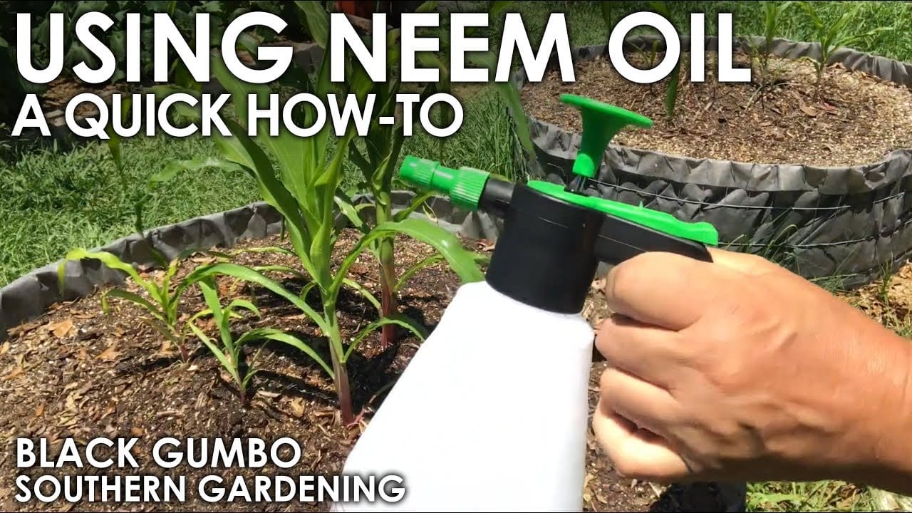 How Do I Use Neem Oil On My Plants