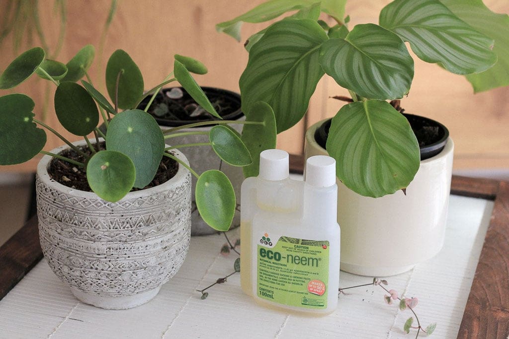 How Do I Use Neem Oil On My Plants