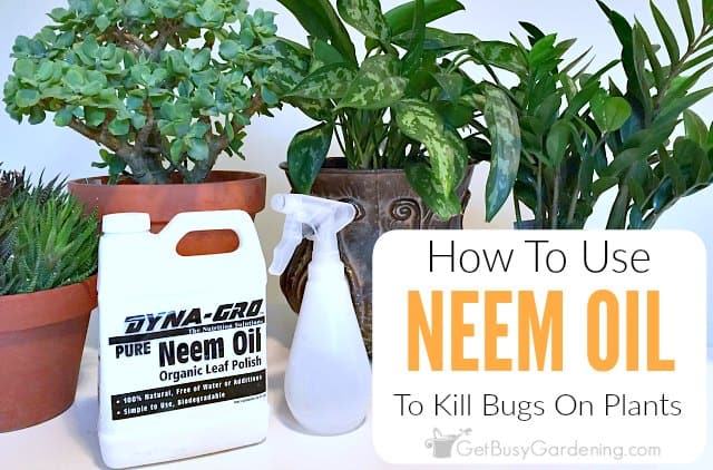 How Do I Use Neem Oil On My Plants